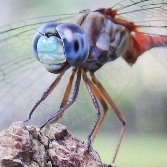 12x18 Dragonfly Resting Photography Oil Painting Art Poster - Picture 3 of 4